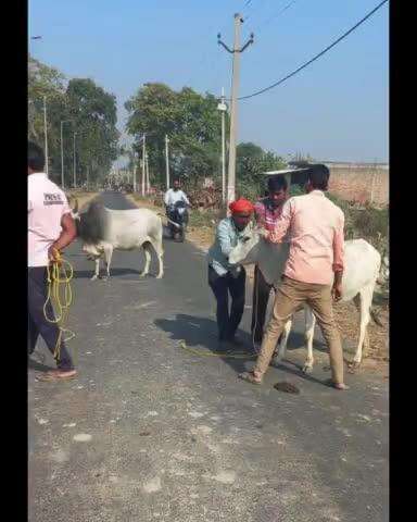 गोंडा: डीएम की सख्ती के बाद निराश्रित गौवंश के संरक्षण में आई तेजी, 3 महीने में 2355 निराश्रित गौवंश संरक्षित किए गए