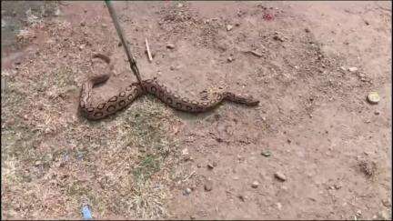 सागर: मोती नगर कृष्णा दरबार के पीछे कुएं में फंसा रसेल वाइपर, स्नेक कैचर बबलु पवार ने किया रेस्क्यू