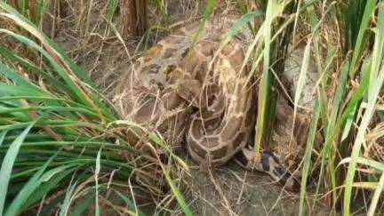 भंडरा: भंडरा प्रखंड के पझरी गांव में मिला अजगर, ग्रामीणों ने पकड़कर लोहरदगा वन विभाग को सौंपा