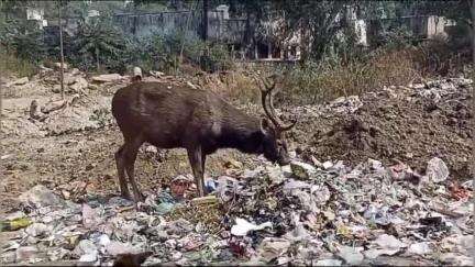 लाडपुरा: कोटा के एमबीएस अस्पताल परिसर में जंगल का जीव सांभर पॉलिथीन खाते हुए नजर आया