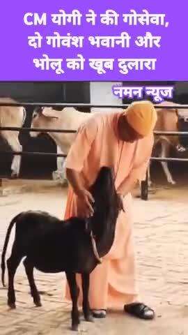 CM योगी ने की गोसेवा,वानी और भोलू को लड़ाया लाड़ #goverdhanpooja #yogiadityanath #cowfarm #cowlover