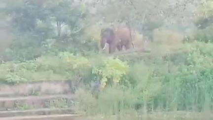 रायगढ़: जमरगी डी बीट के जंगल में हाथी ने ग्रामीण को कुचलकर उतारा मौत के घाट, जिला वन विभाग अधिकारी ने दी जानकारी