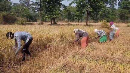 गुरूर: विकासखंड गुरुर में धान खरीदी केंद्र के कर्मचारी हड़ताल पर, धान खरीदी कार्य हो सकता है प्रभावित