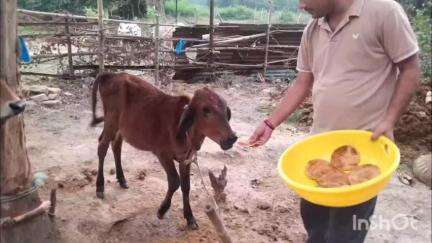 त्योंथर: गोपाष्टमी पर ग्राम गोदकला के शांतिकुंज में की गई गायों की पूजा-अर्चना व खिलाई गई गुड़ की पूरियाँ