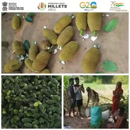 Padmeswar Farmer Producer Co Ltd sold 19.20 quintals of Bitter gourd and jackfruit Inter-Mandi on #eNAM (National Agriculture Market) from Anandapur Mandi to Jagatsinghpur, Odisha on 16.05.23, generating a revenue of Rs 24,940 and promoting