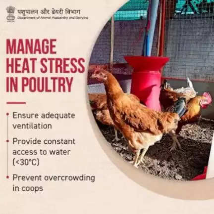 Heat can significantly impact poultry, thus making it essential to manage their environment carefully to prevent heat stress & dehydration.

#Poultry #PoultryFarming #Heat #Summers