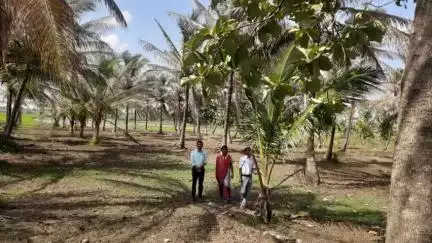 Coconut Development Board, Regional Office, Karnataka visited the coconut farmers cluster under the LoDP scheme in Mandya district, Karnataka on the third week of August 2023.
#agrigoi #coconut #LoDP #Karnataka