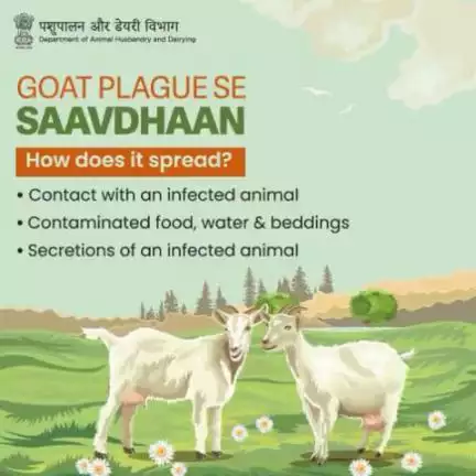 🐐 Segregation of a sick goat is the quickest way to curb the spread of PPR, otherwise called as Goat Plague, at your farm.

#AnimalHealth #AnimalWealth #GoatCare #Goats #AnimalHusbandry