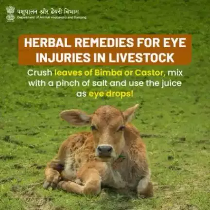 🐂 Check out this simple home remedy to treat livestock eye 👀 injuries. 

#AnimalHealth #AnimalWealth #AnimalHusbandry #HealWithHerbs