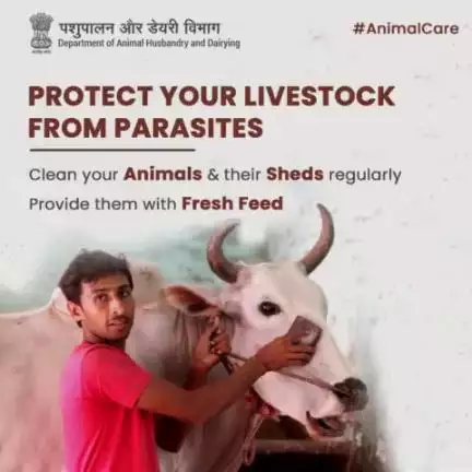 Don't let your livestock become a breeding ground for parasites
#Animalcare #AatmnirbharBharat #aatmnirbharahd #ahelp #animalhealth #livestock #animalhusbandry #Pashupalan