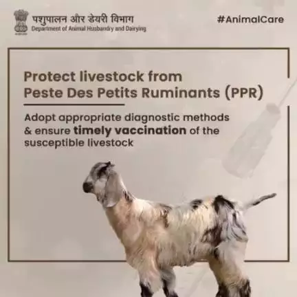 Don't let PPR be a cause of concern for your livestock's health !
#animaldisease #diseases #AatmnirbharBharat #aatmnirbharahd #ahelp #animalhealth #livestock #animalhusbandry #Pashupalan