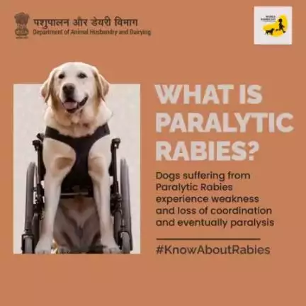 Paralytic rabies causes weakness and paralysis in dogs. Be more caring towards your pet! 

Stay connected to
#KnowAboutRabies #RabiesAwareness #Rabies
#AatmnirbharBharat #aatmnirbharahd #ahelp #anima