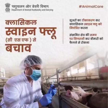 क्लासिकल स्वाइन फ्लू  (सी एस एफ ) से बचाव 
#Animalcare
#AatmnirbharBharat #aatmnirbharahd #ahelp #animalhealth #livestock #animalhusbandry #Pashupalan