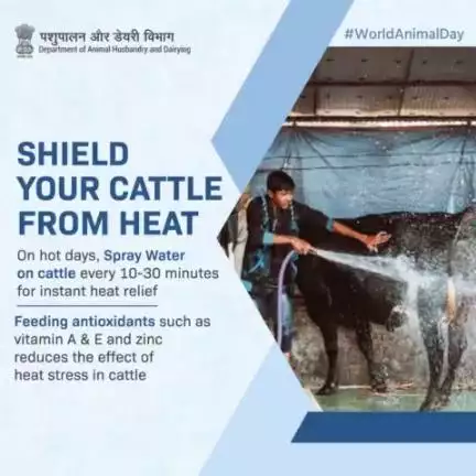 Cow cooling systems reduce heat stress and maintain milk production.
#AatmnirbharBharat #animalhealth #livestock
 #aatmnirbharahd #ahelp #animalhusbandry #Pashupalan