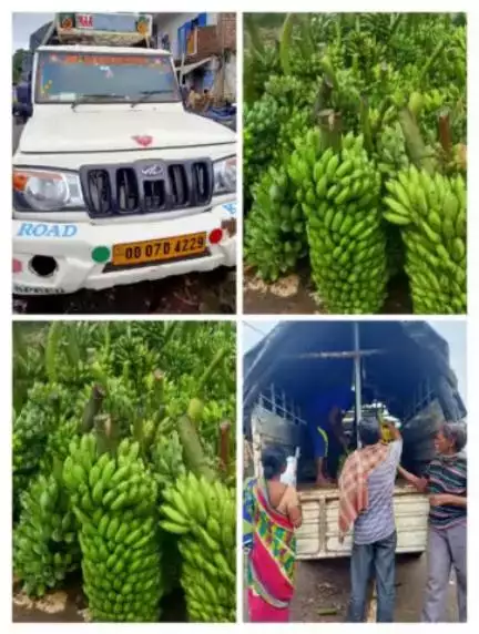 In Inter- Mandi trade via #eNAM National Agriculture Market on 4th Oct, 2023, Digapahandi mandi sold 34 Qtls Raw Banana 🍌 to Bhanjanagare in Odisha for Rs. 68,000/-