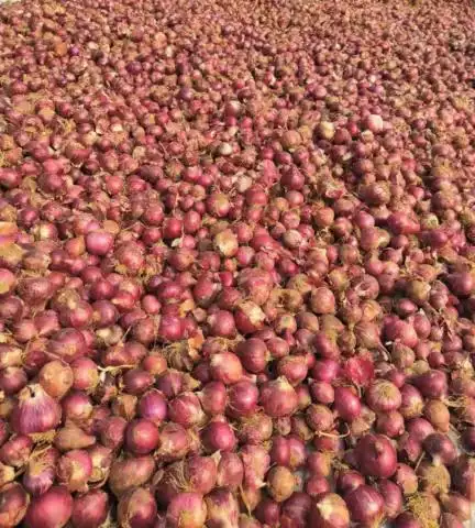 NCCF  bought 23.4 mt of onion via Farmgate Module of #eNAM from Kurnool APMC, Andhra Pradesh, for ₹9.45 Lakhs.