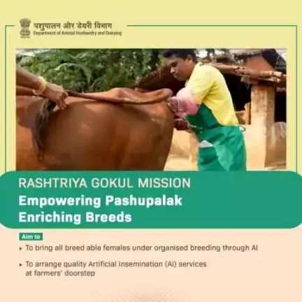 Rashtriya Gokul Mission is a mission to empower farmers and enrich our #Indigenous cow breeds!
We're bringing all #breedable females under organized breeding through AI and Quality Artificial Insemination (AI) services delivered at farmers'