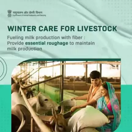 Caring for milch animals in the winters: Boost winter comfort with extra roughage like straw or hay, coupled with essential protein. 
 #WinterLivestockCare #ProteinBoost #wintercare