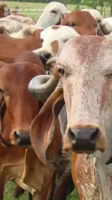 सर्दी के मौसम में पशुओं को उचित पोषण प्रदान करना महत्वपूर्ण है। जिसके अंतर्गत पशुओं को अधिक कैलोरी और प्रोटीन युक्त आहार देना उनके स्वास्थ्य के लिए लाभकारी साबित होगा ।
#Wintercare #livestockcare