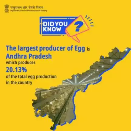 Did You Know:
Andhra Pradesh emerges as the top egg producer, contributing 20.13% to the country's total #eggproduction, showcasing its significant role in the nation's #poultry industry.#APAHD2023