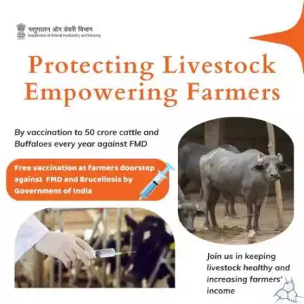 Vaccinating 50 Cr Cattle and Buffaloes Annually Against FMD. Govt of India Offers Free Doorstep Vaccination for FMD and Brucellosis. Join Us in Ensuring Livestock Health and Boosting Farmers' Income. #footmouthdiseas #FMD #cattle