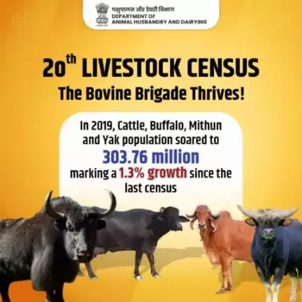 The Bovine Brigade continues to flourish!
As of 2019, our population of cattle, buffalo, Mithun, and yak has surged to 303.76 million, representing a 1.3% increase since the previous census. #livestockcensus